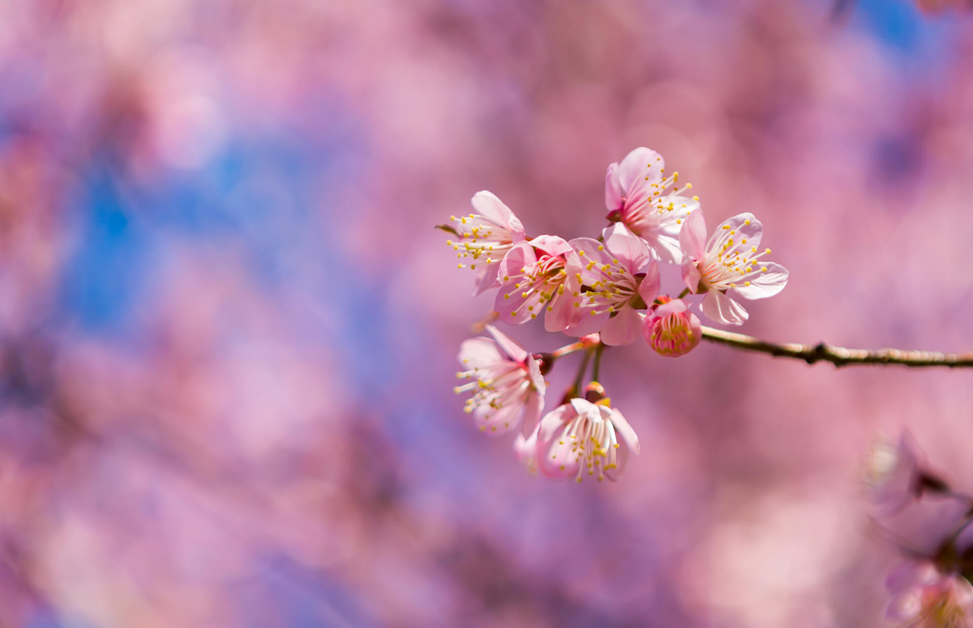 Cherry Blossom Season, Sanzhi 