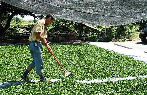 頭圍製茶