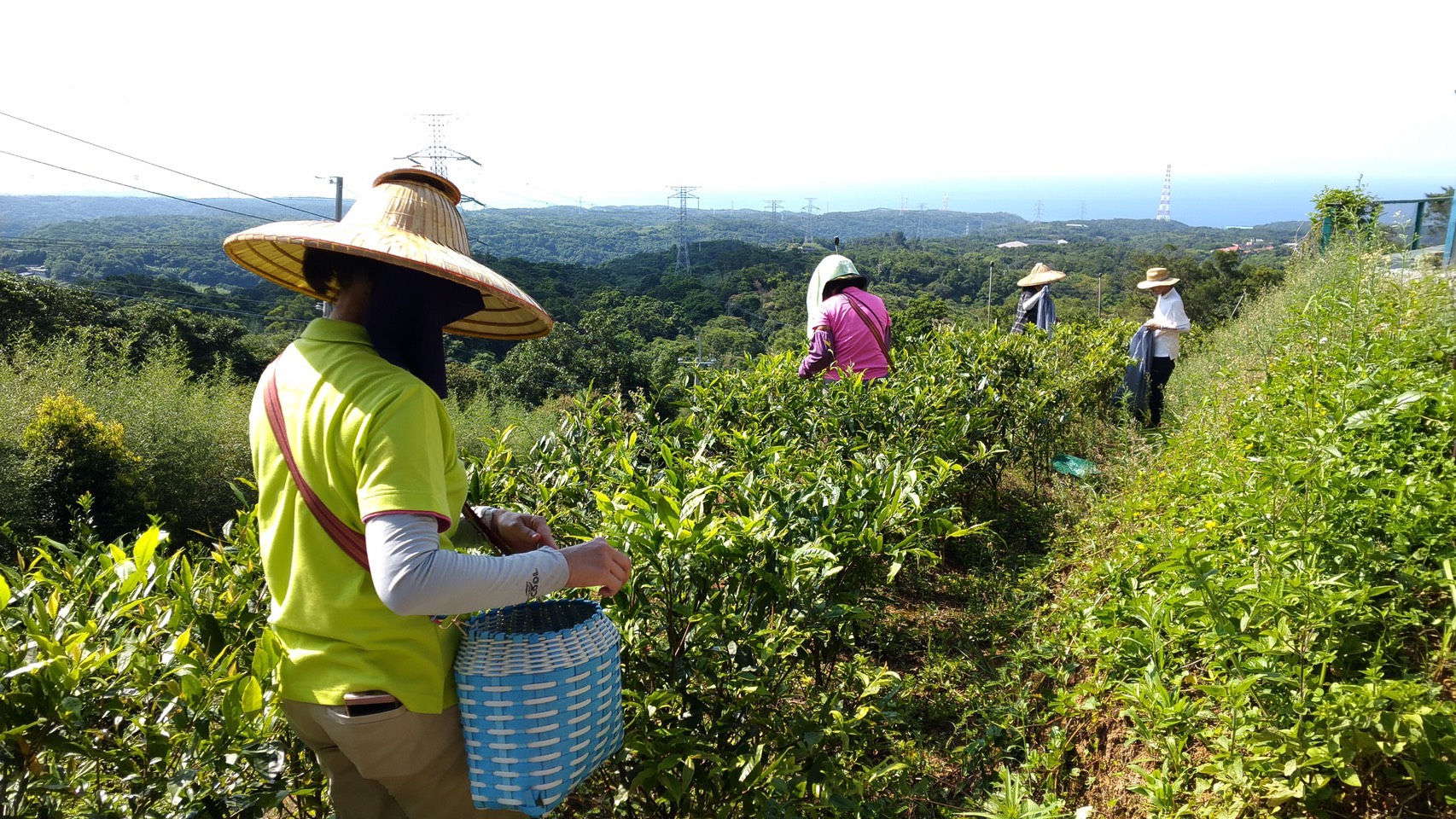 茶園採茶體驗