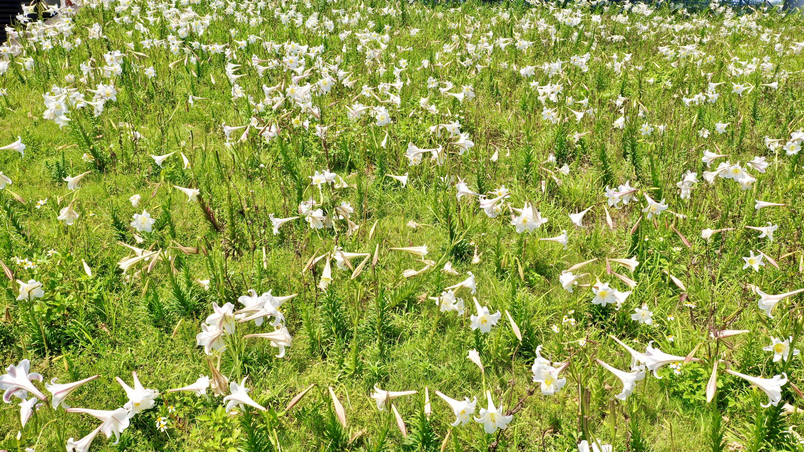 白沙灣