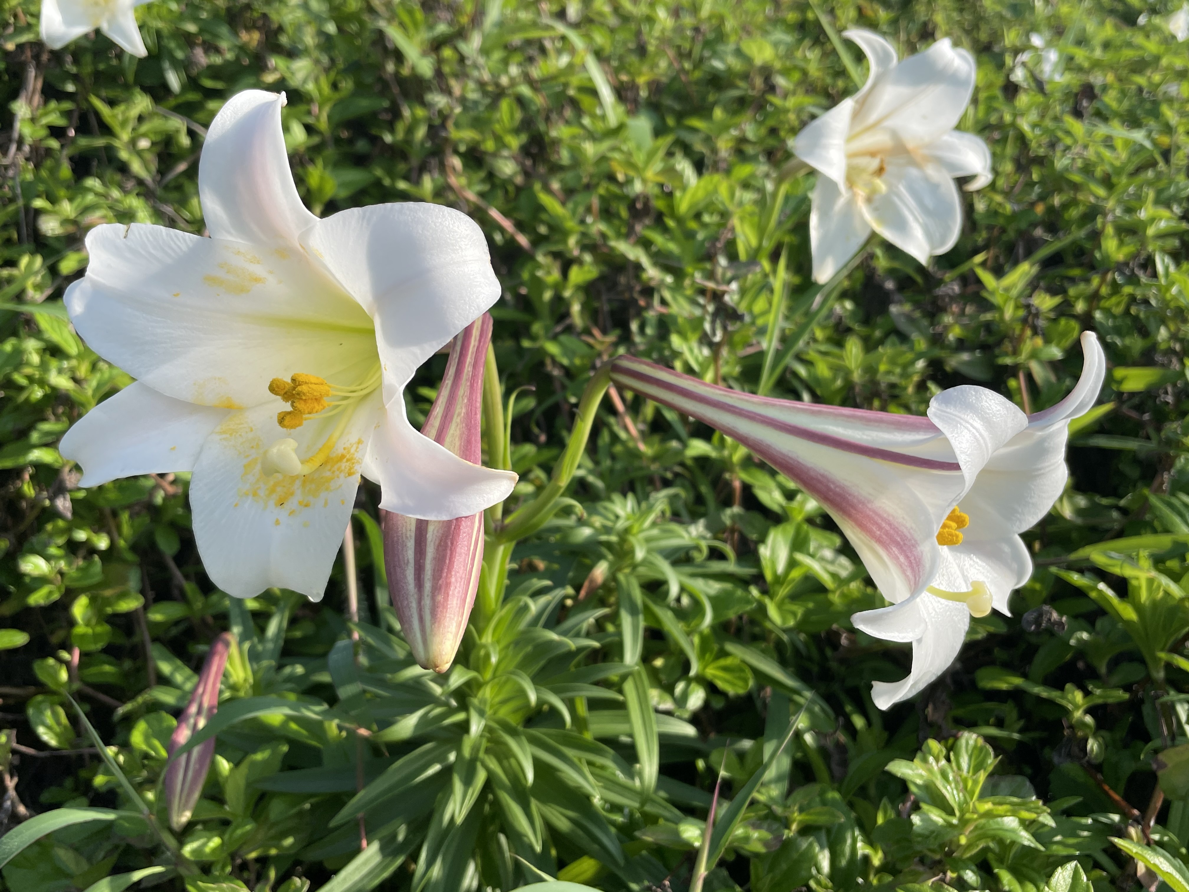 野柳地質公園