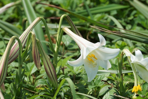 Taiwan lily