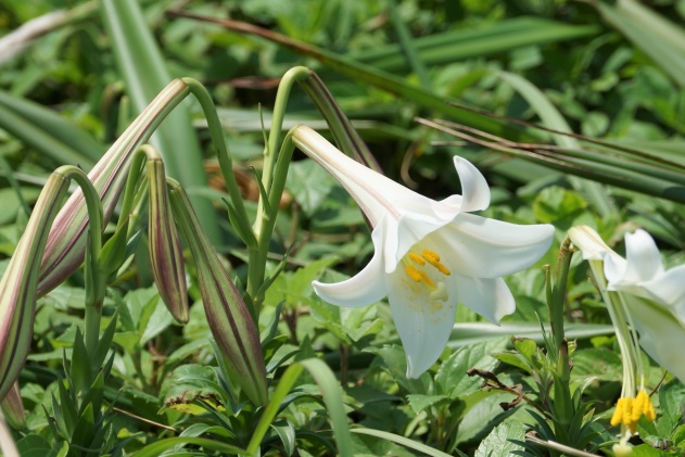 百合花