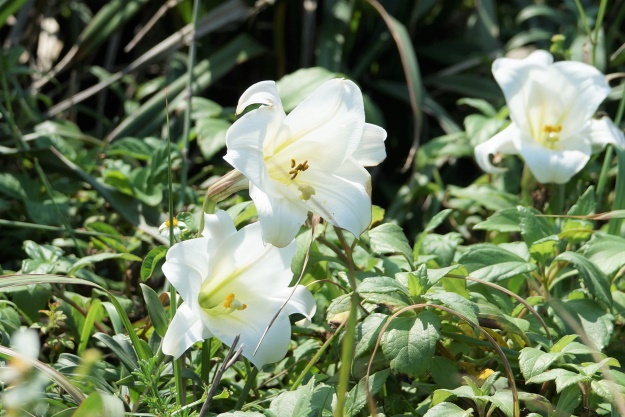 Taiwan lily