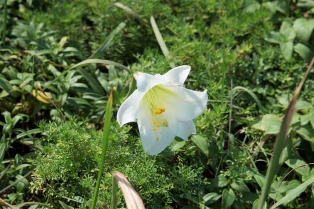 Taiwan lily