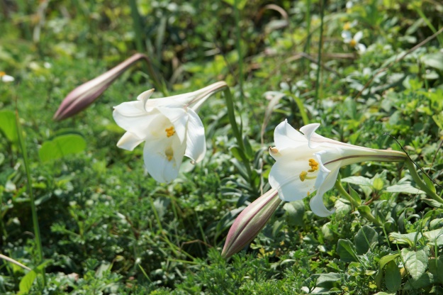 百合花