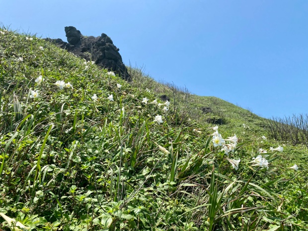 百合花