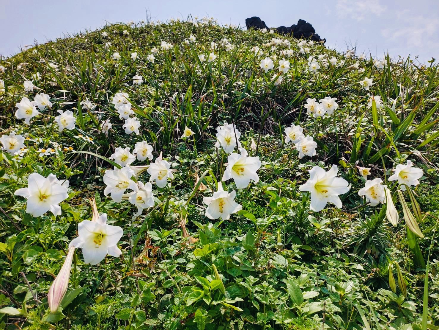 臺灣野百合照片