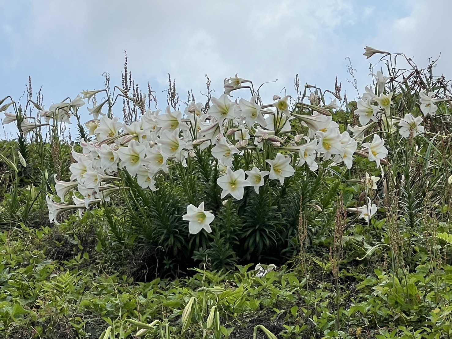 北海岸百合花