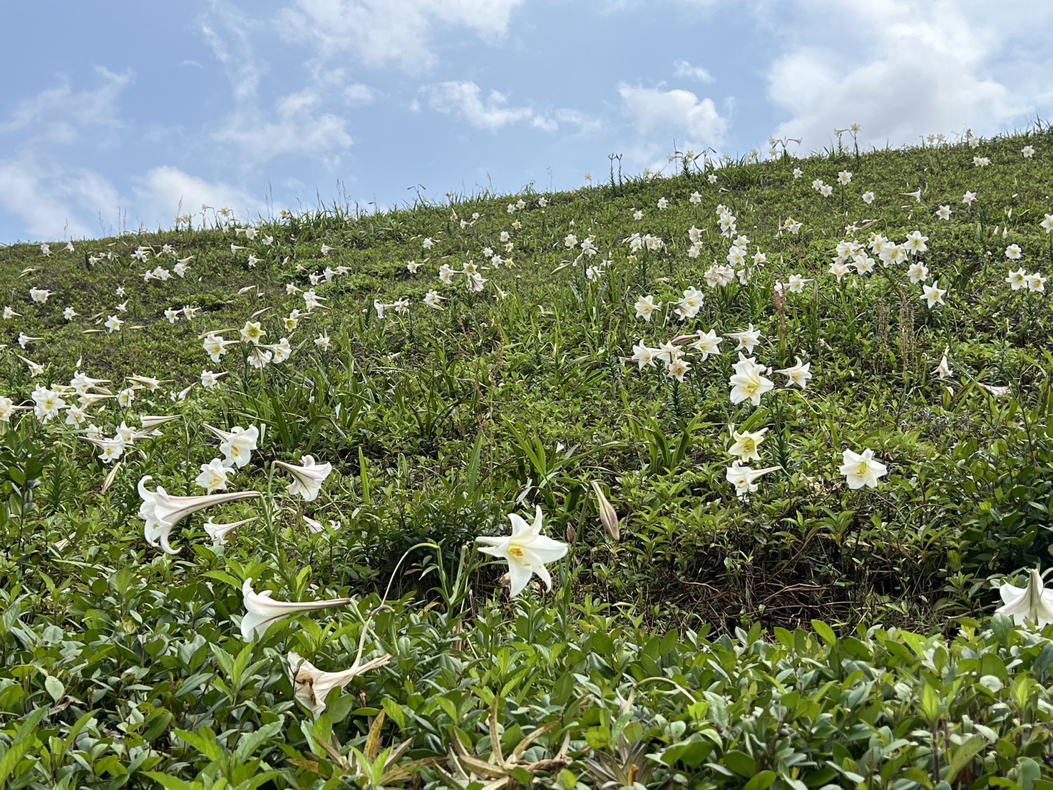 北海岸百合花