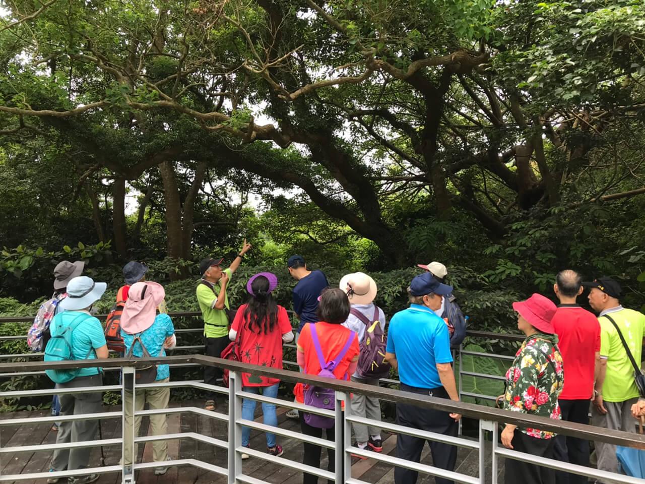 觀音山林梢步道賞自然生態