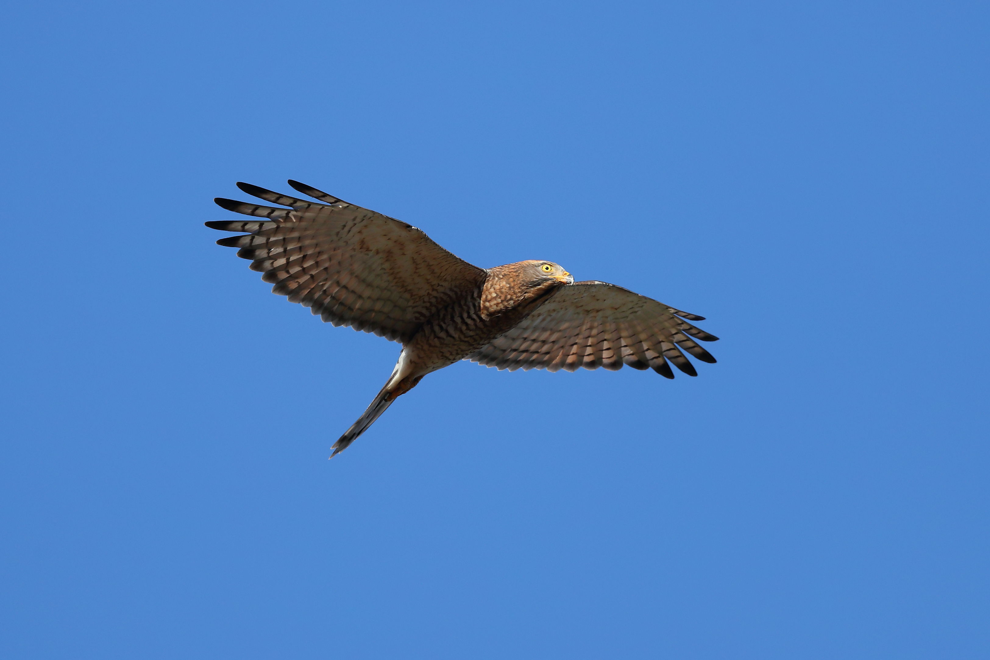 灰面鷲(陳王時攝)台北市野鳥學會提供