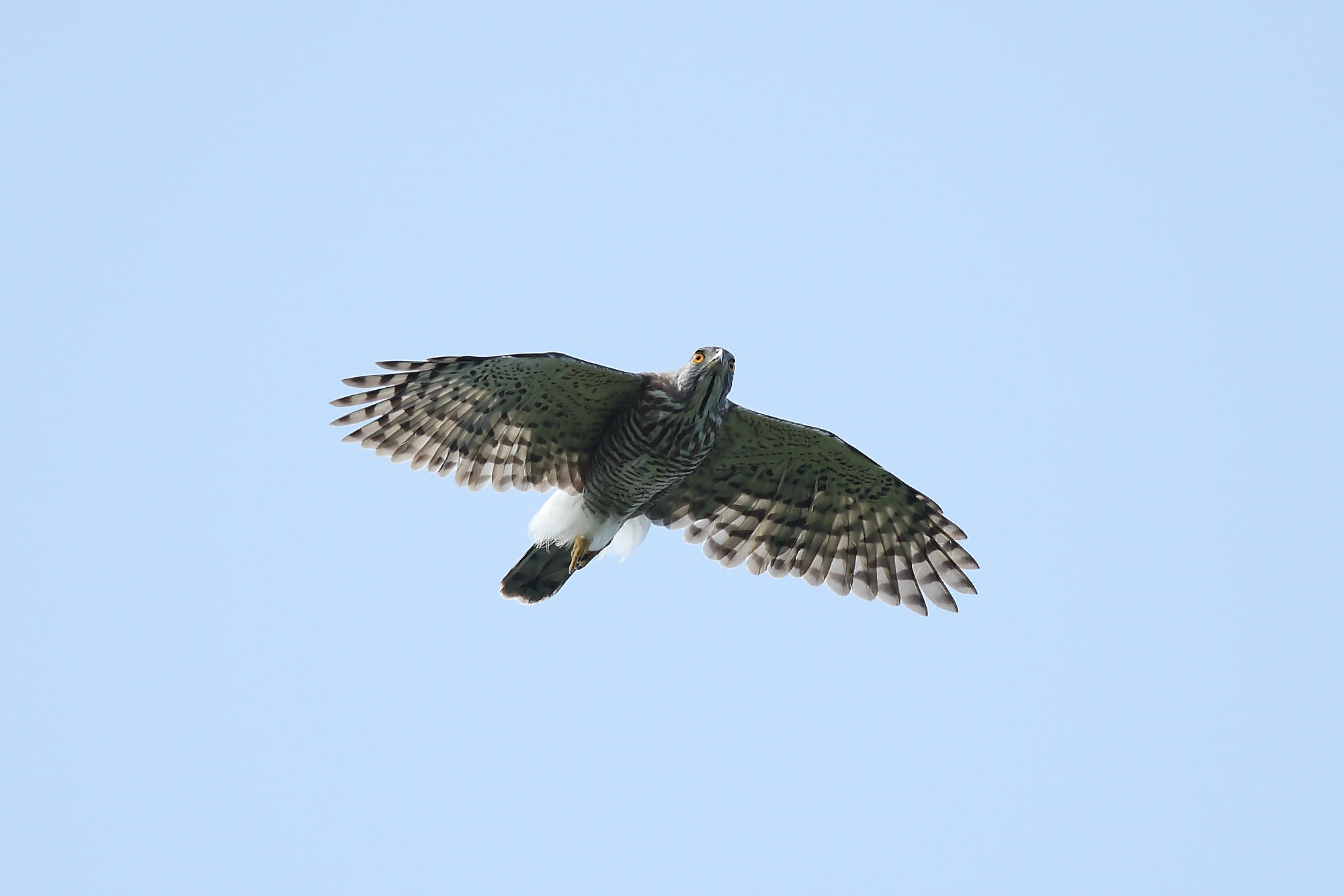 鳳頭蒼鷹(雄)(陳王時攝)台北市野鳥學會提供