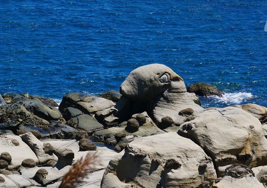 一片還石平台上露出大大園園的頭是可愛的海豹岩