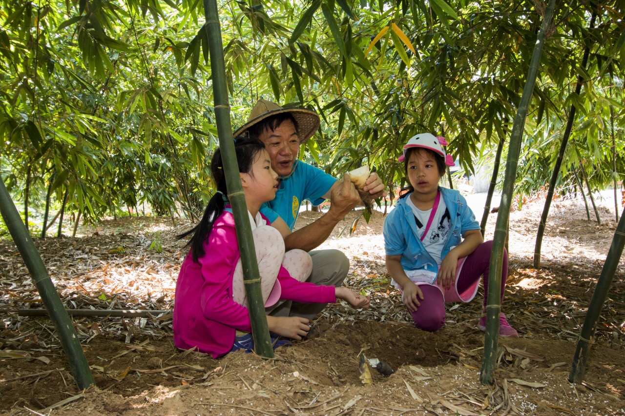 每年6至9月觀音山綠竹筍盛產，可至農村體驗採筍樂