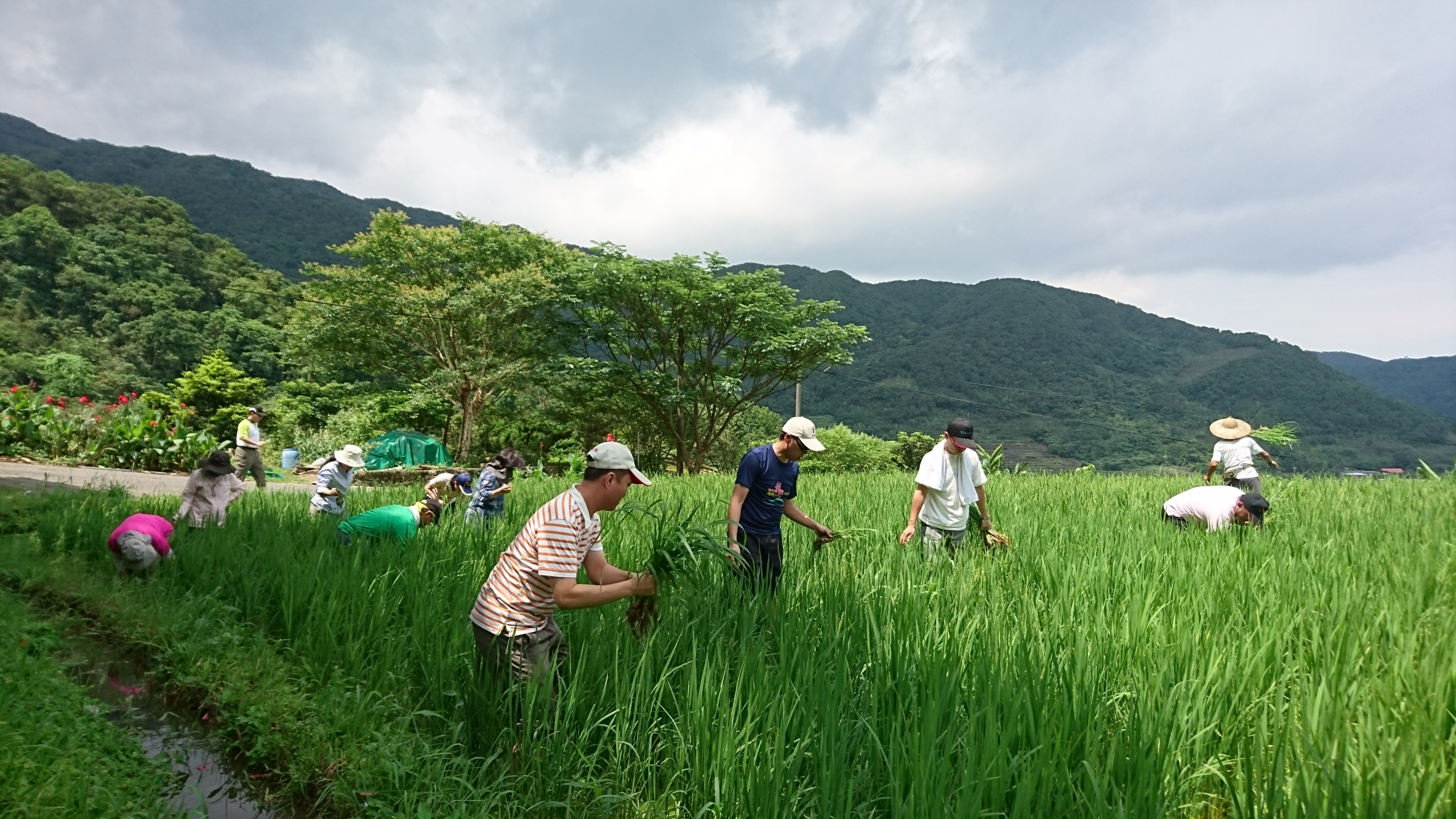 嵩山社區除草體驗