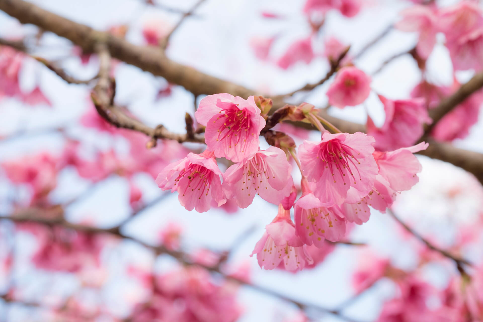 Varieties of cherry trees have been planted