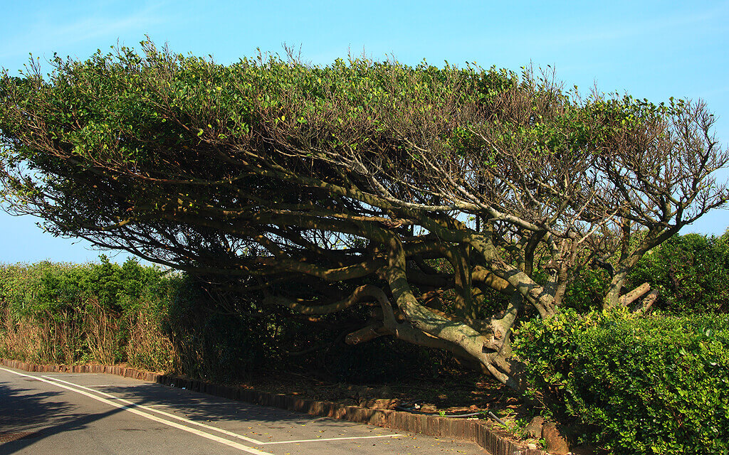 Wind-cut trees