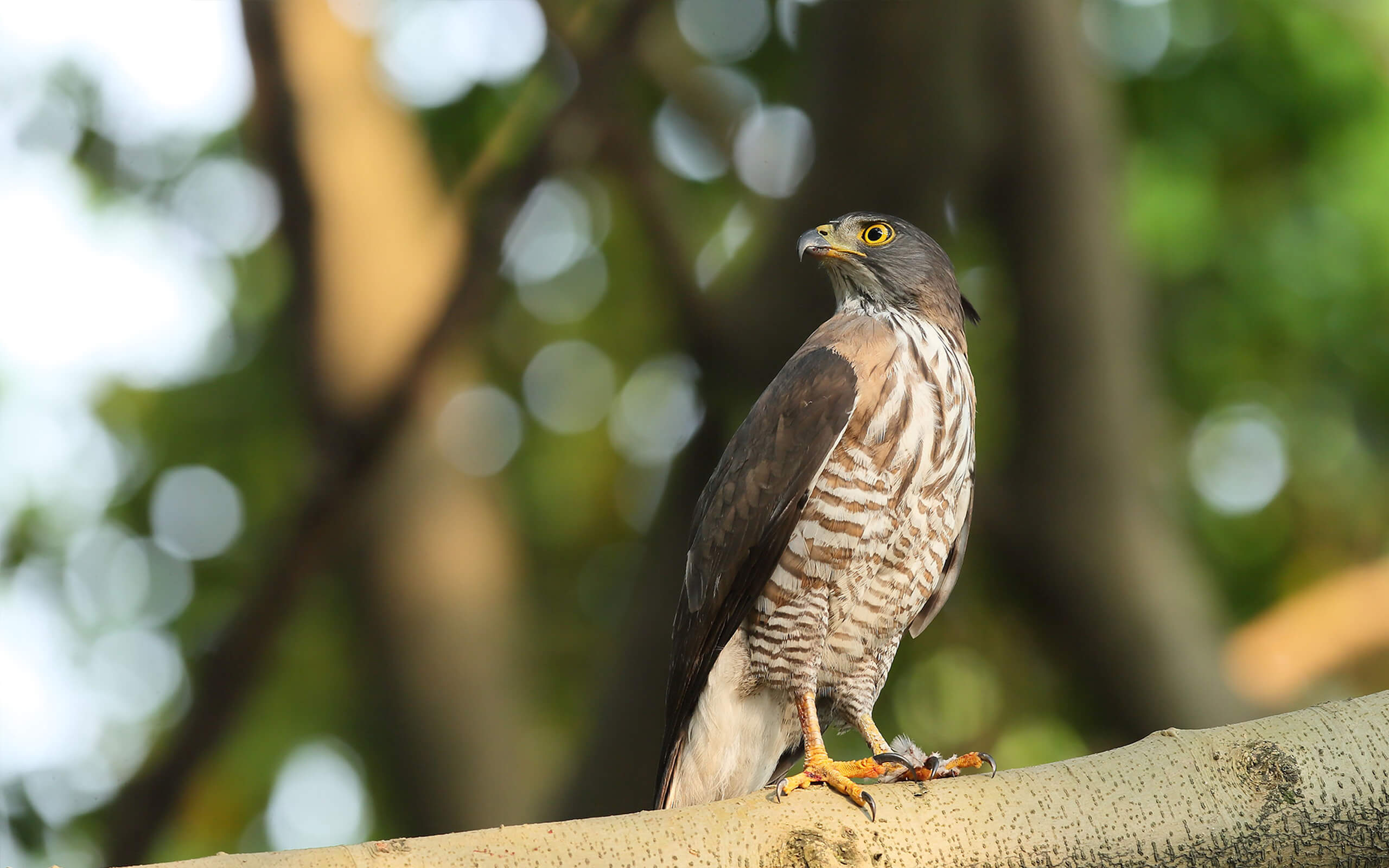 Hawk-watching on Guanyinshan(slide banner)
