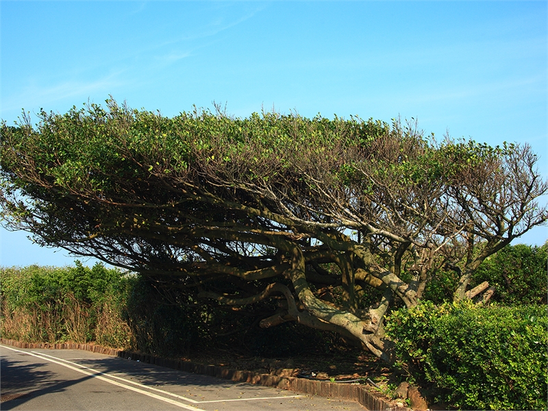Fugueijiao Park - Wind shear tree