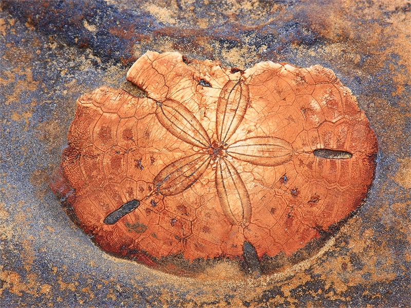 Starfish fossil