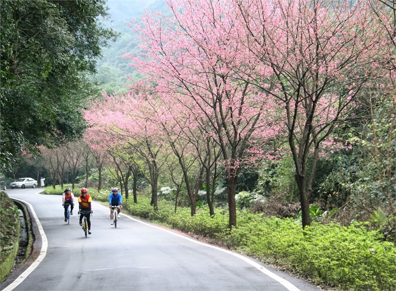 桜並木