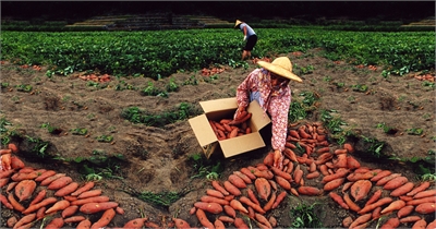 Jinshan Sweet Potato Festival