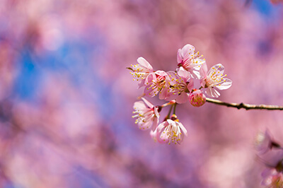 Cherry Blossom Season, Sanzhi 