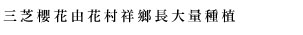 三芝櫻花由花里祥鄉長大量種植