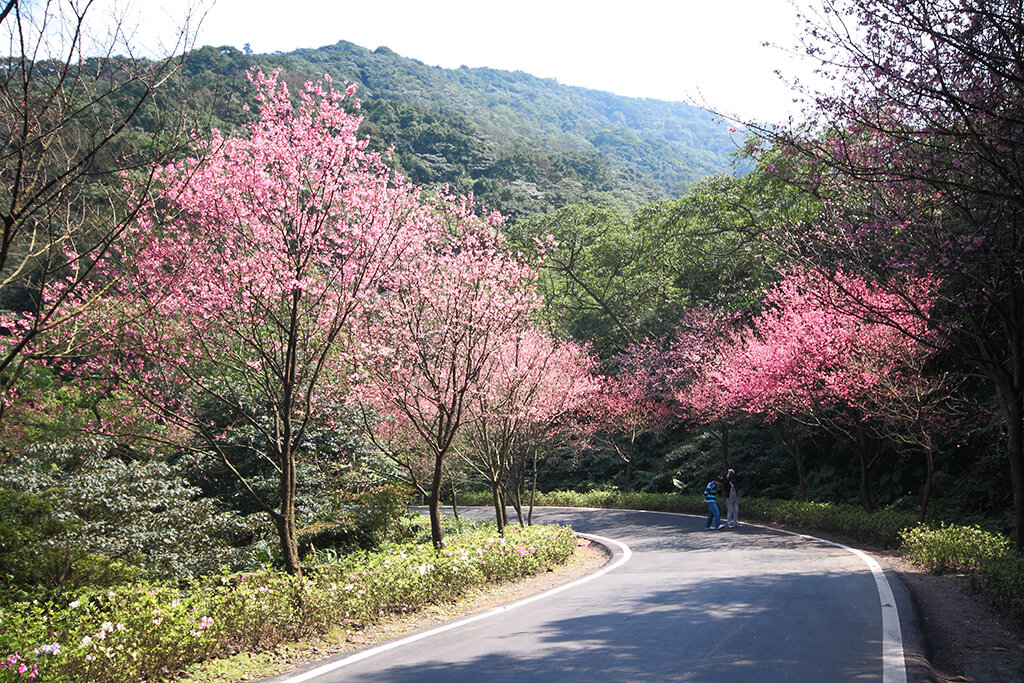 Sakura in Sanzhi