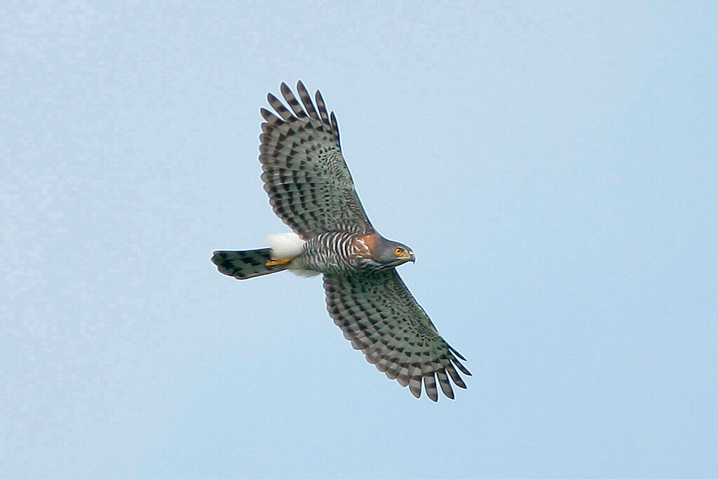 鳳頭蒼鷹