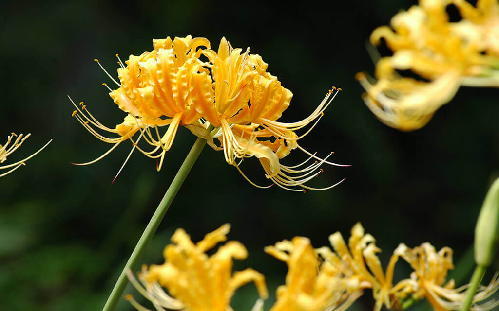 Yellow acacia flowers