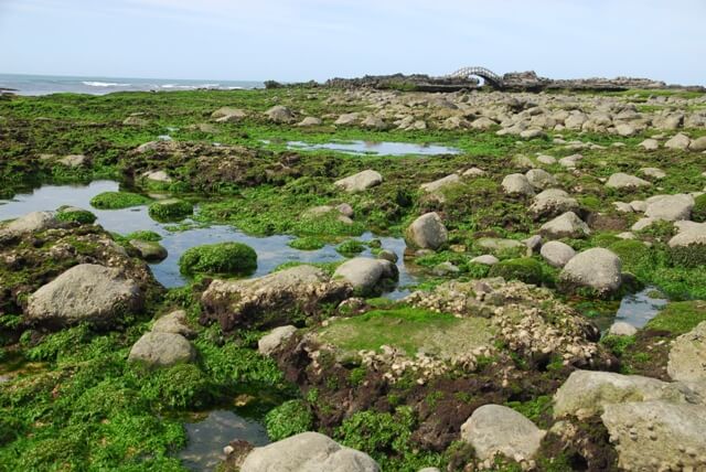 石門-藻礁與礫石混合