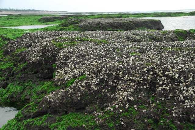麟山鼻藻礁上牡蠣床