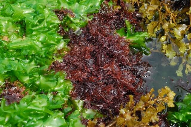 低潮帶藻類(左至右為石蓴 翼枝菜及馬尾藻)