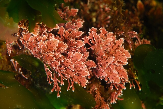 邊孢藻