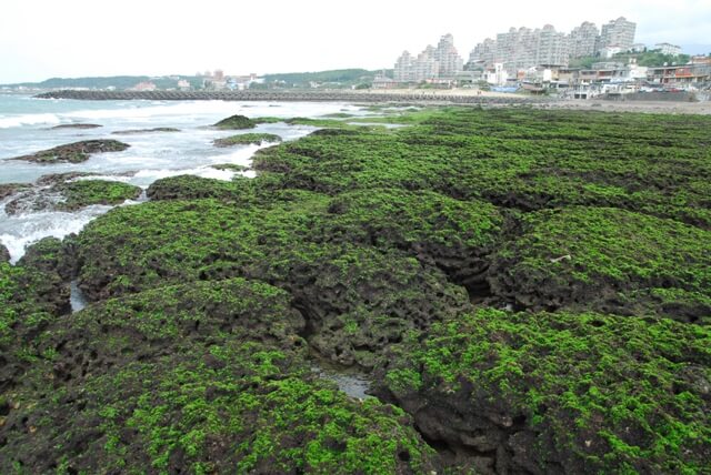 淺水灣春季藻類覆蓋率高